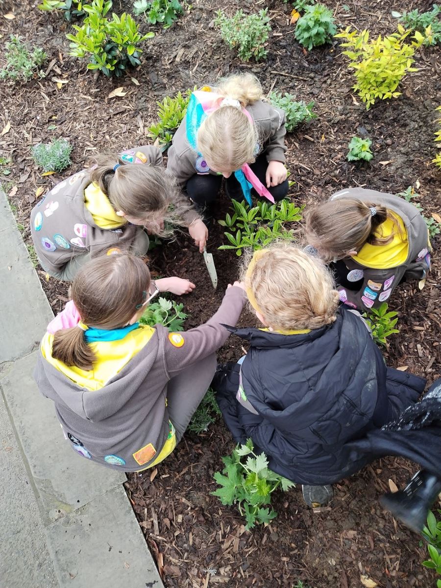 Windsor Yards Community Garden with Brownies planting